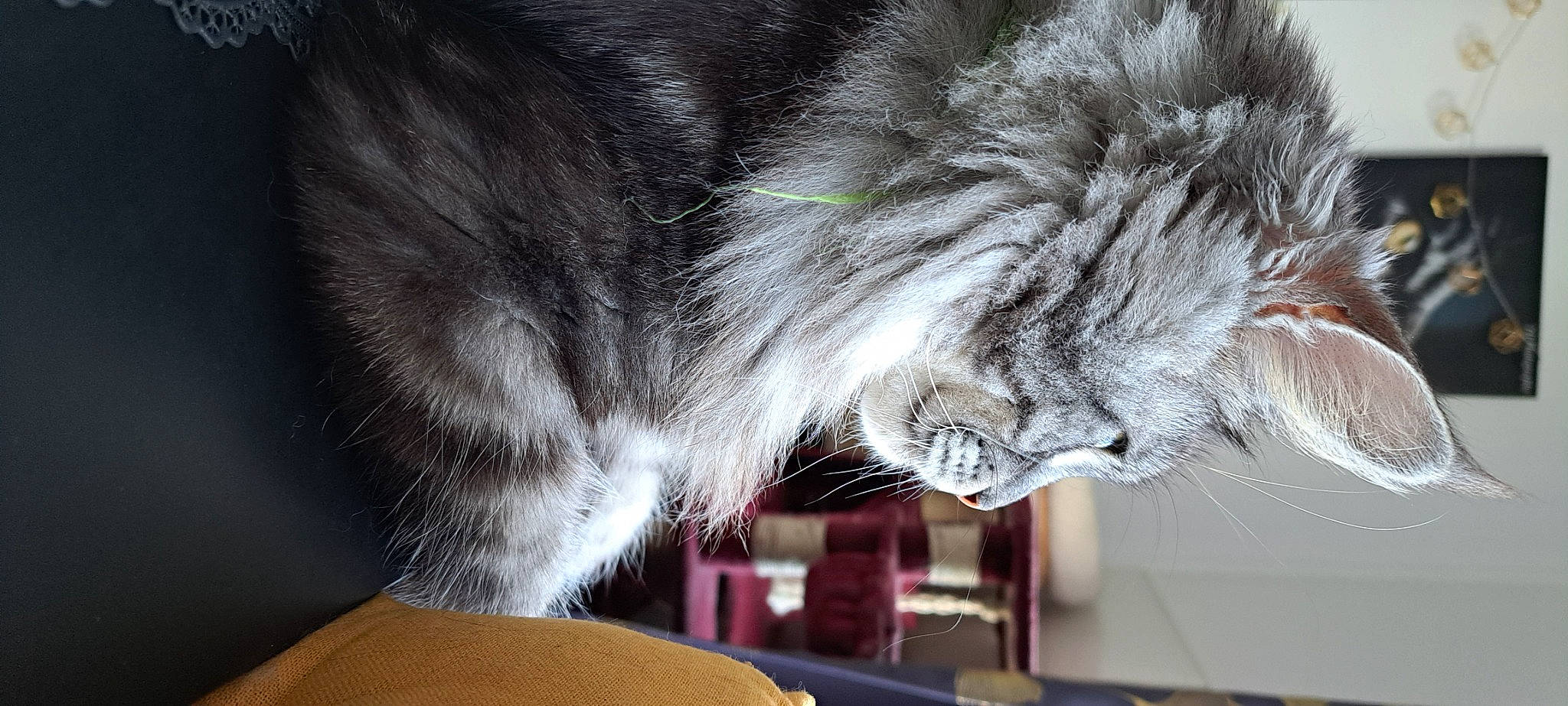 Sheldon a rejoint le concours — aidez-le/la à gagner de superbes lots ! british_longhair, carnivore, cat, claw, comfort, domestic_short_haired_cat, eye, felidae, fur, maine_coon, paw, plant, small_to_medium_sized_cats, snout, tail, terrestrial_animal, whiskers, window