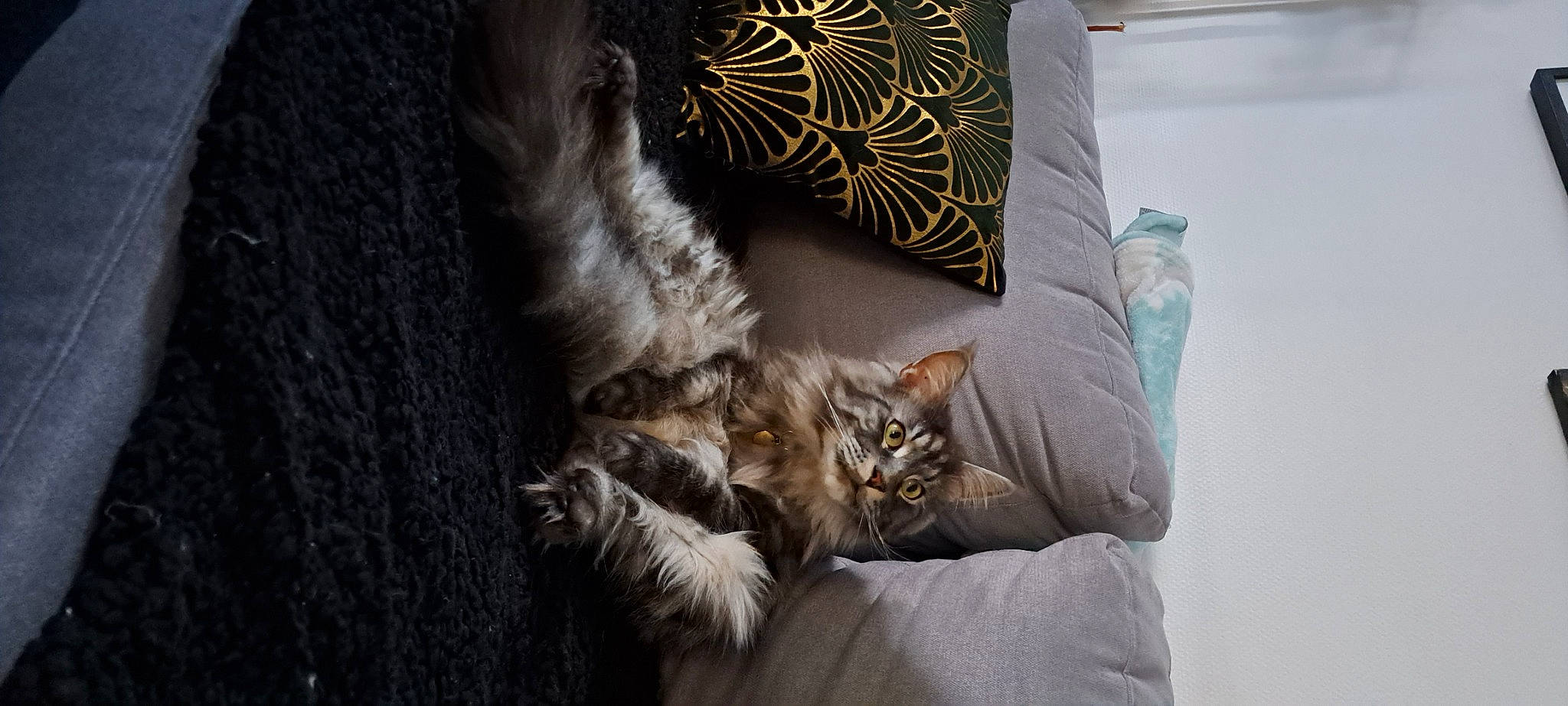 Sheldon participe au concours pour gagner de l'argent avec cette photo : bedding, carnivore, cat, comfort, couch, domestic_short_haired_cat, fawn, felidae, fur, grey, linens, living_room, paw, pillow, small_to_medium_sized_cats, tail, throw_pillow, tree, whiskers, wood