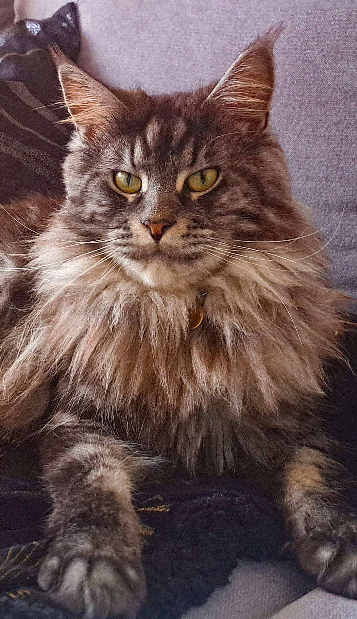 Sheldon participe au concours pour gagner de l'argent avec cette photo : carnivore, cat, felidae, fur, small_to_medium_sized_cats, snout, terrestrial_animal, whiskers