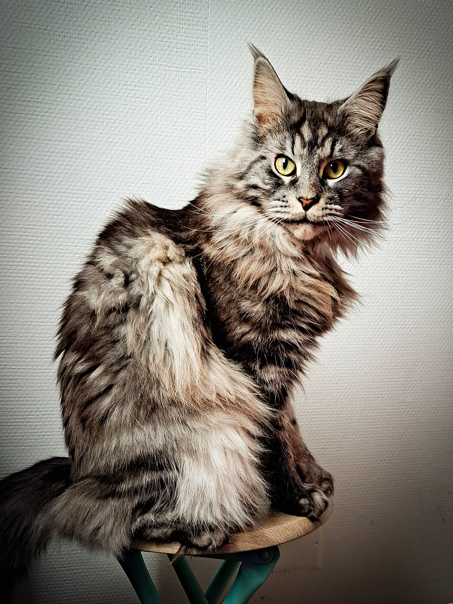 Sheldon participe au concours pour gagner de l'argent avec cette photo : art, carnivore, cat, claw, domestic_short_haired_cat, felidae, fur, maine_coon, monochrome, monochrome_photography, paw, small_to_medium_sized_cats, tail, terrestrial_animal, whiskers