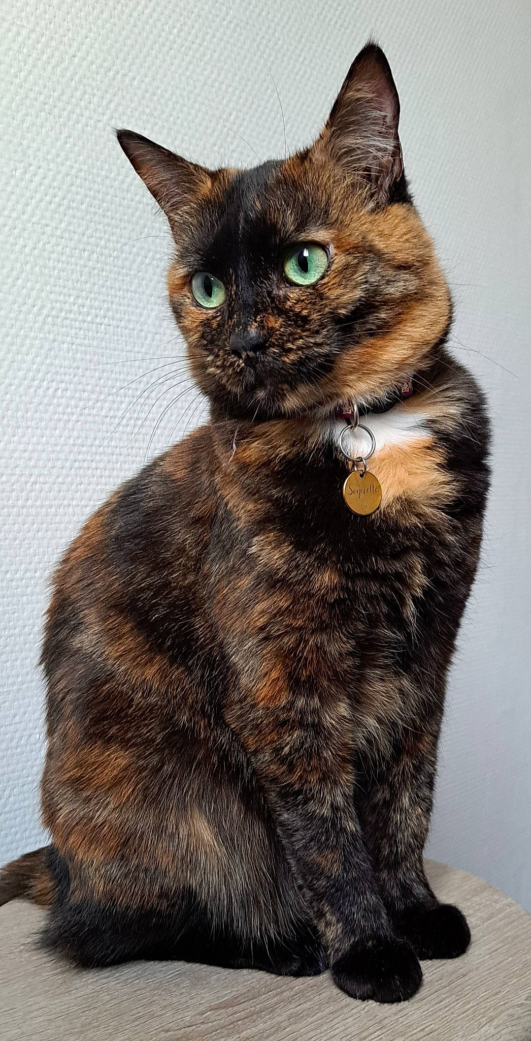 Soquette a rejoint le concours — aidez-le/la à gagner de superbes lots ! art, carnivore, cat, cat_supply, claw, domestic_short_haired_cat, felidae, fur, illustration, paw, pet_supply, photo_caption, small_to_medium_sized_cats, snout, tail, terrestrial_animal, whiskers, wildlife