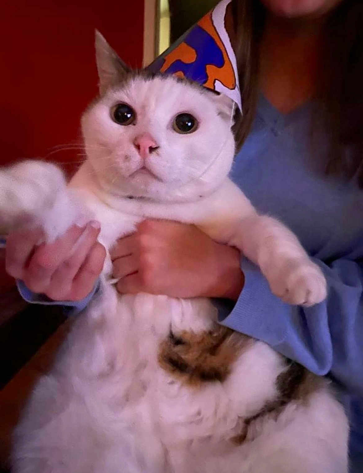 Tiloup participe au concours pour gagner de l'argent avec cette photo : cat, white_cat, chubby_cat, party_hat, person, hand, blue_sweater, indoor, pet, animal, cute, wide_eyes, fluffy, fur, mammal, domestic_animal, held, expression, close_up, face