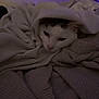 Tiloup participe au concours pour gagner de l'argent avec cette photo : cat, blanket, cozy, sleepy, knit, soft, beige, indoor, pet, feline, resting, wrapped, comfort, warm, purple_light, relaxed, animal, cute, fur, snuggled
