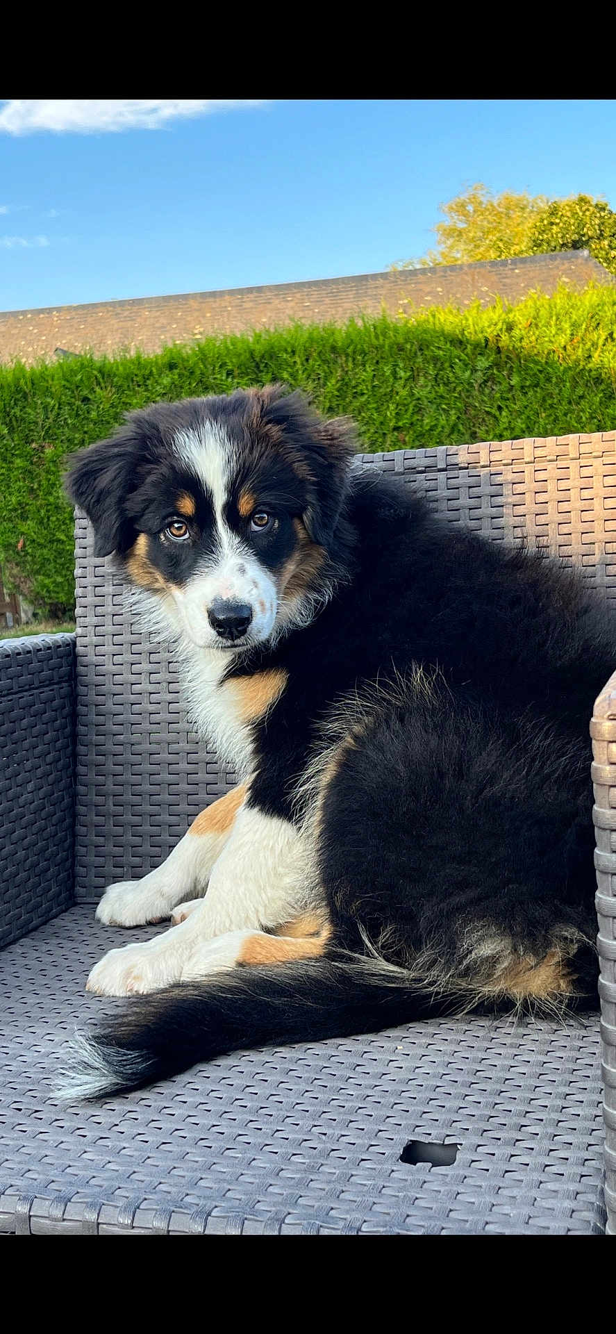 Uska participe au concours pour gagner de l'argent avec cette photo : puppy, dog, outdoor, chair, woven_chair, fur, black_fur, white_fur, brown_fur, pet, animal, grass, hedge, sky, daylight, garden, cute, sitting, looking, young_dog