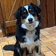 Uska participe au concours pour gagner de l'argent avec cette photo : dog, sitting, indoor, tile_floor, wooden_door, leash, black_fur, white_fur, brown_fur, pet, canine, animal, companion, cute, fur, alert, domestic, portrait, floor, house