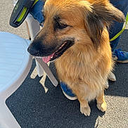 Richesse a rejoint le concours — aidez-le/la à gagner de superbes lots ! dog, leash, plastic_chair, asphalt, person, blue_jeans, blue_shoes, sunlight, outdoor, pet, mammal, canine, fur, happy, tongue_out, sitting, shadow, close_up, daytime, companion