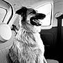 dog, animal, pet, car, interior, window, seat, fur, happy, panting, black_and_white, portrait, canine, domestic_animal, transport, side_view, relaxing, indoor, companion, mammal