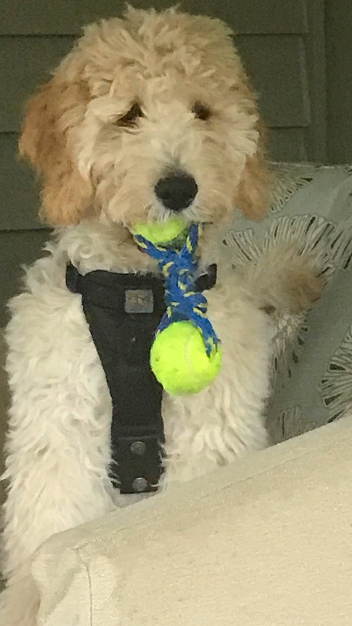 Brody joined the competition — help win amazing prizes! canidae, carnivore, cockapoo, companion_dog, dog, dog_breed, goldendoodle, labradoodle, mammal, miniature_poodle, non_sporting_group, poodle, poodle_crossbreed, puppy, rare_breed_dog, schnoodle, sporting_group, terrier, toy_poodle, vertebrate