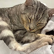 Yoko is registered to the contest to win money with this photo: cat, tabby, sleeping, sleepy, curled_up, furry, whiskers, closed_eyes, pink_nose, paws, tail, blanket, bed, cozy, indoors, pet, relaxed, close_up, portrait, resting
