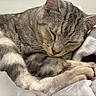 cat, tabby, sleeping, sleepy, curled_up, furry, whiskers, closed_eyes, pink_nose, paws, tail, blanket, bed, cozy, indoors, pet, relaxed, close_up, portrait, resting