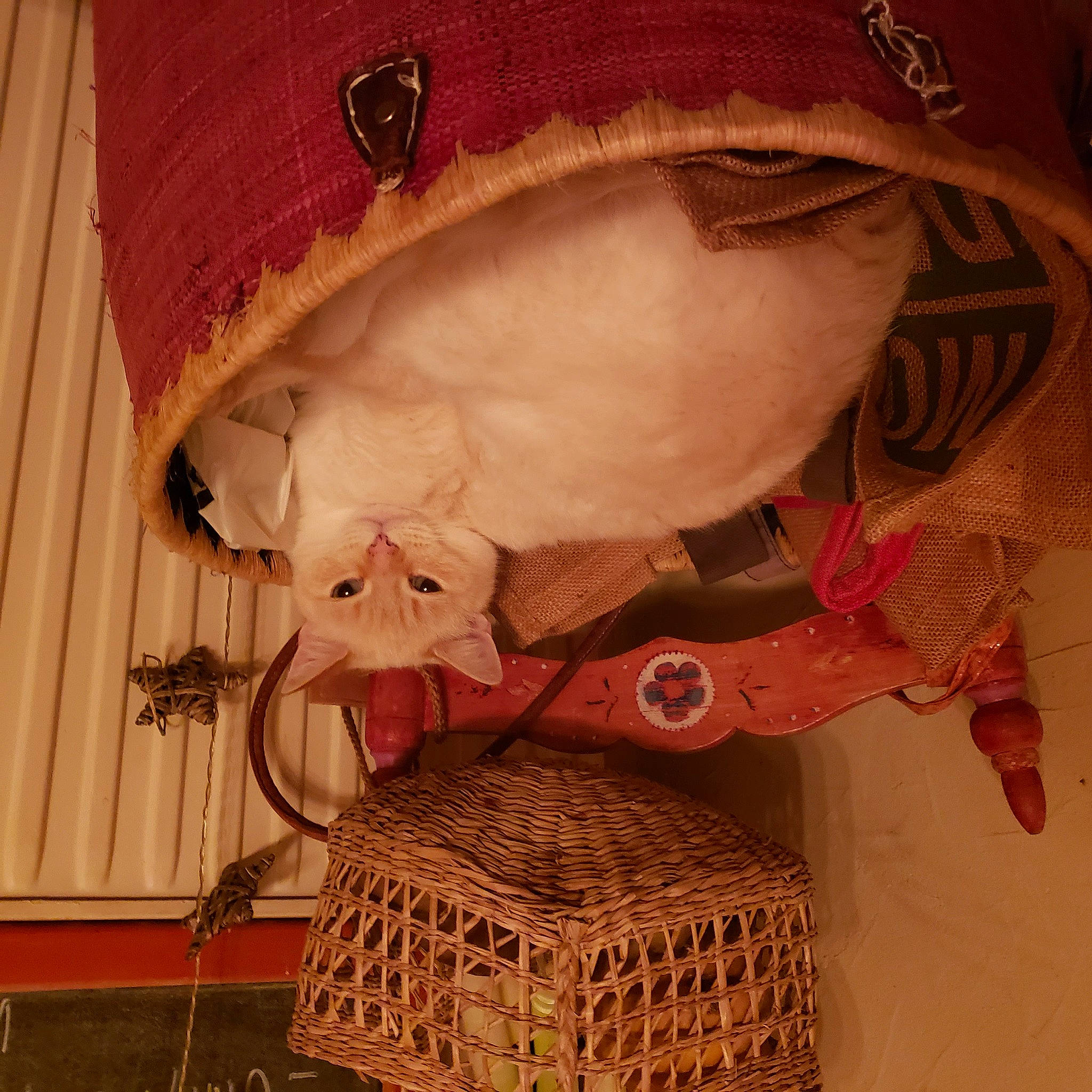 Oreo a rejoint le concours — aidez-le/la à gagner de superbes lots ! bag, basket, beige, carnivore, cat, curtain, fashion_accessory, fawn, felidae, fur, head, picnic_basket, pink, small_to_medium_sized_cats, snout, storage_basket, sunglasses, tail, whiskers, wood