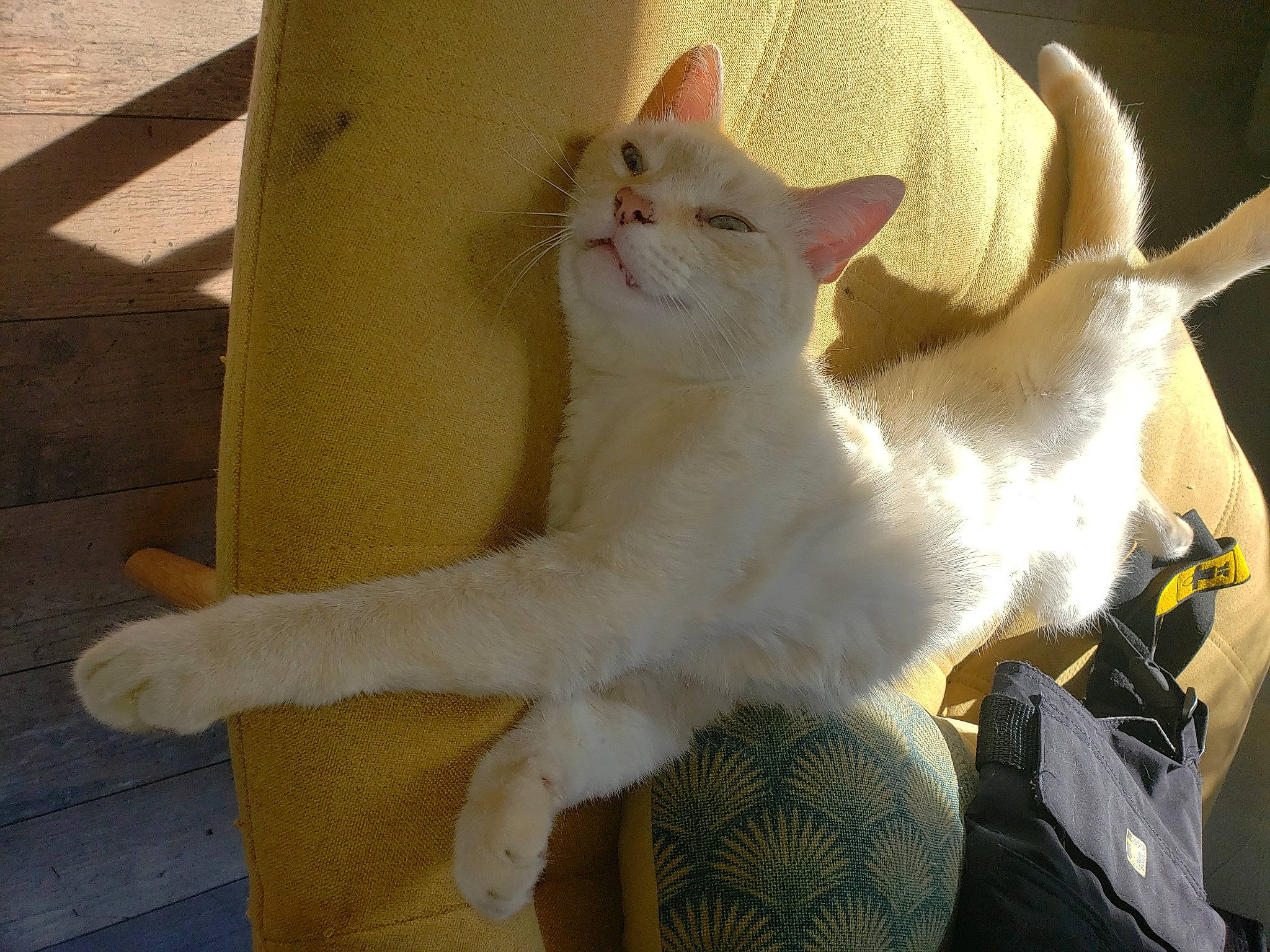 Oreo a rejoint le concours — aidez-le/la à gagner de superbes lots ! backpack, bag, carnivore, cat, claw, comfort, domestic_short_haired_cat, fawn, felidae, fur, luggage_and_bags, paw, small_to_medium_sized_cats, snout, tail, whiskers