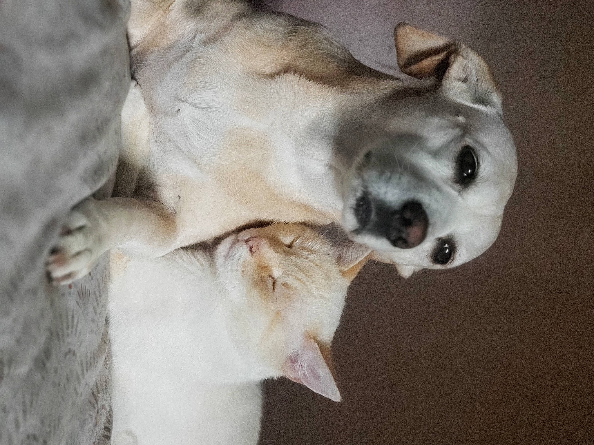 Oreo participe au concours pour gagner de l'argent avec cette photo : canidae, carnivore, collar, companion_dog, dog, dog_breed, dog_collar, ear, fang, fawn, felidae, fur, jaw, paw, snout, sporting_group, terrestrial_animal, whiskers, wildlife, working_animal