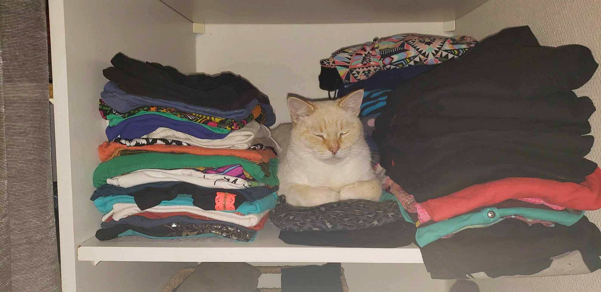 Oreo a rejoint le concours — aidez-le/la à gagner de superbes lots ! bag, baggage, carnivore, cat, comfort, couch, domestic_short_haired_cat, felidae, fur, hardwood, hat, lap, linens, luggage_and_bags, room, small_to_medium_sized_cats, t_shirt, textile, whiskers, wood