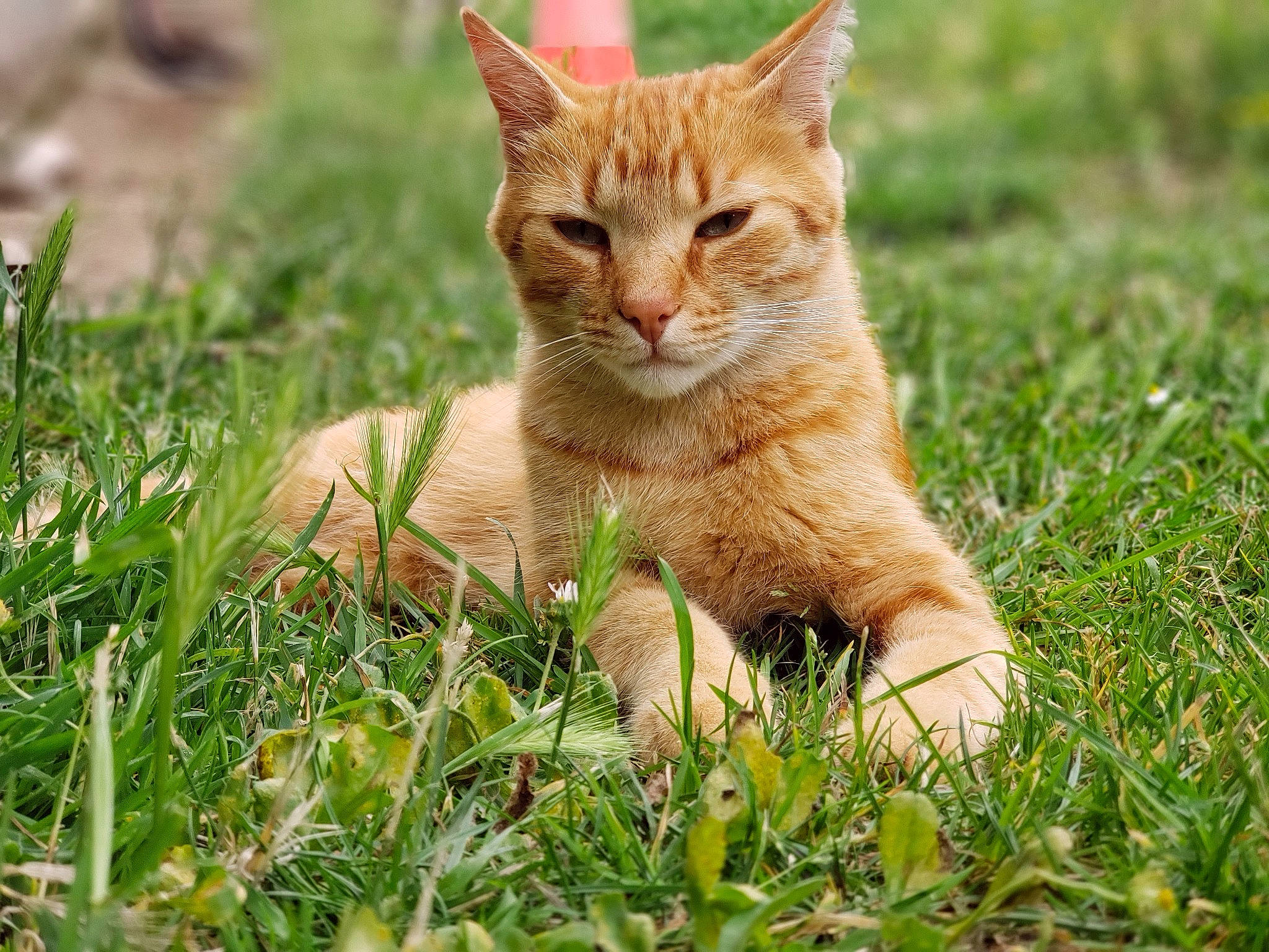 Alf a rejoint le concours — aidez-le/la à gagner de superbes lots ! carnivore, cat, domestic_short_haired_cat, eye, fawn, felidae, fur, grass, grass_family, grassland, groundcover, natural_landscape, plant, sitting, small_to_medium_sized_cats, snout, tail, terrestrial_animal, whiskers, wildlife