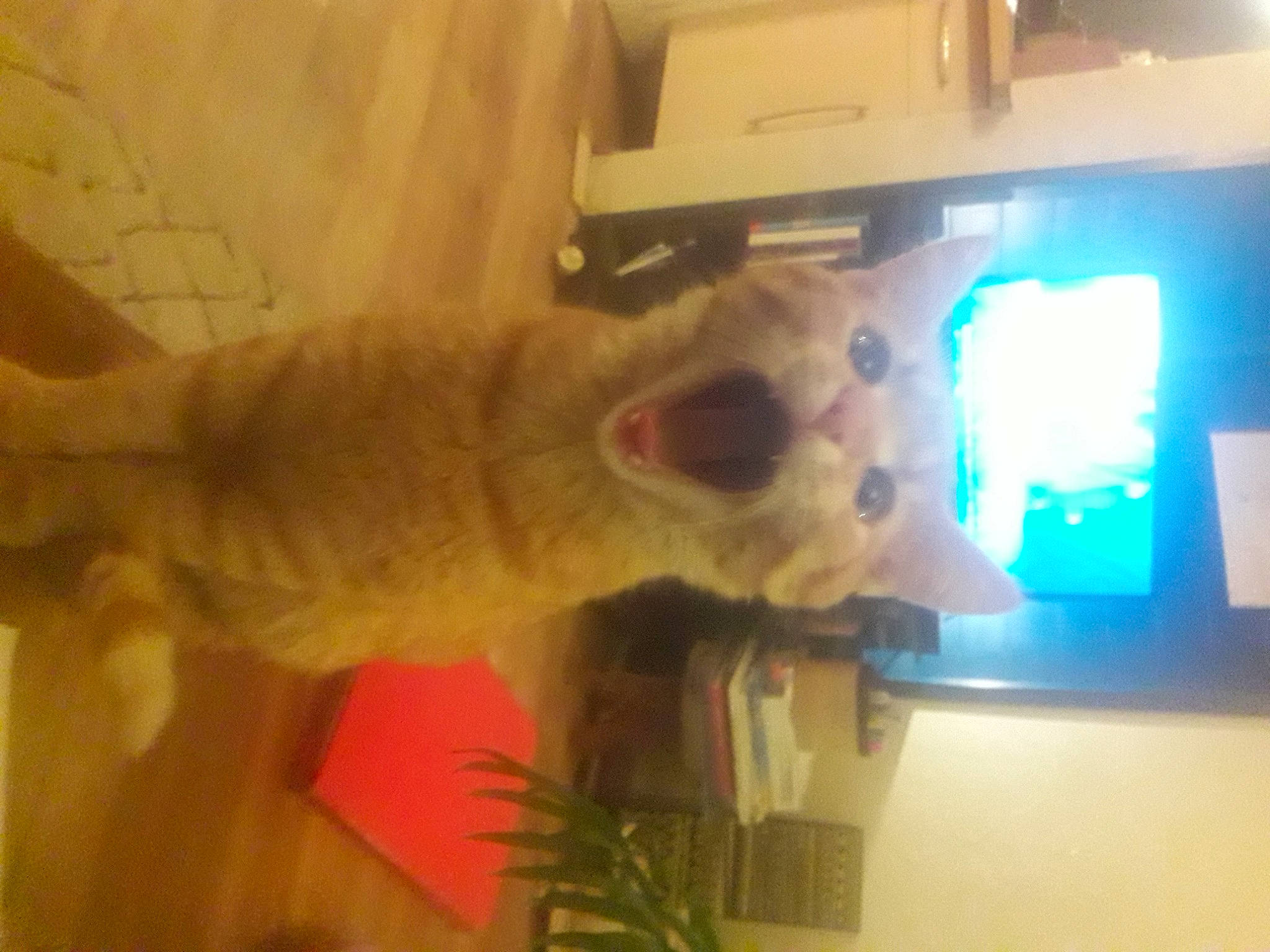 Alf participe au concours pour gagner de l'argent avec cette photo : canidae, carnivore, cat, cockatoo, companion_dog, dog_breed, domestic_short_haired_cat, fawn, felidae, fur, mammal, plant, small_to_medium_sized_cats, snout, sporting_group, stuffed_toy, tail, toy, vertebrate, whiskers