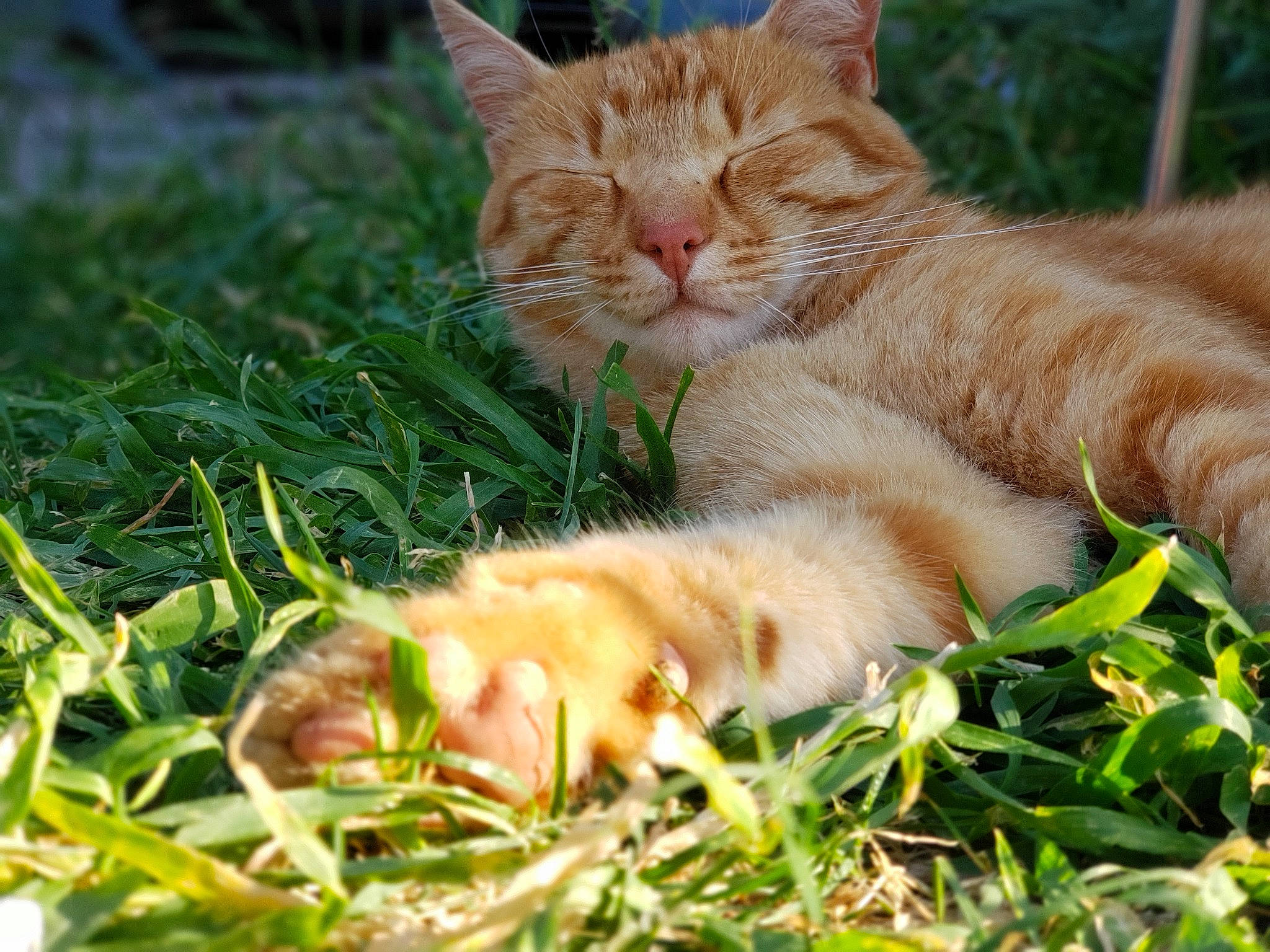Alf participe au concours pour gagner de l'argent avec cette photo : carnivore, cat, claw, domestic_short_haired_cat, fawn, felidae, fur, grass, groundcover, herb, paw, photo_caption, plant, sitting, small_to_medium_sized_cats, snout, tail, terrestrial_animal, whiskers, wildlife