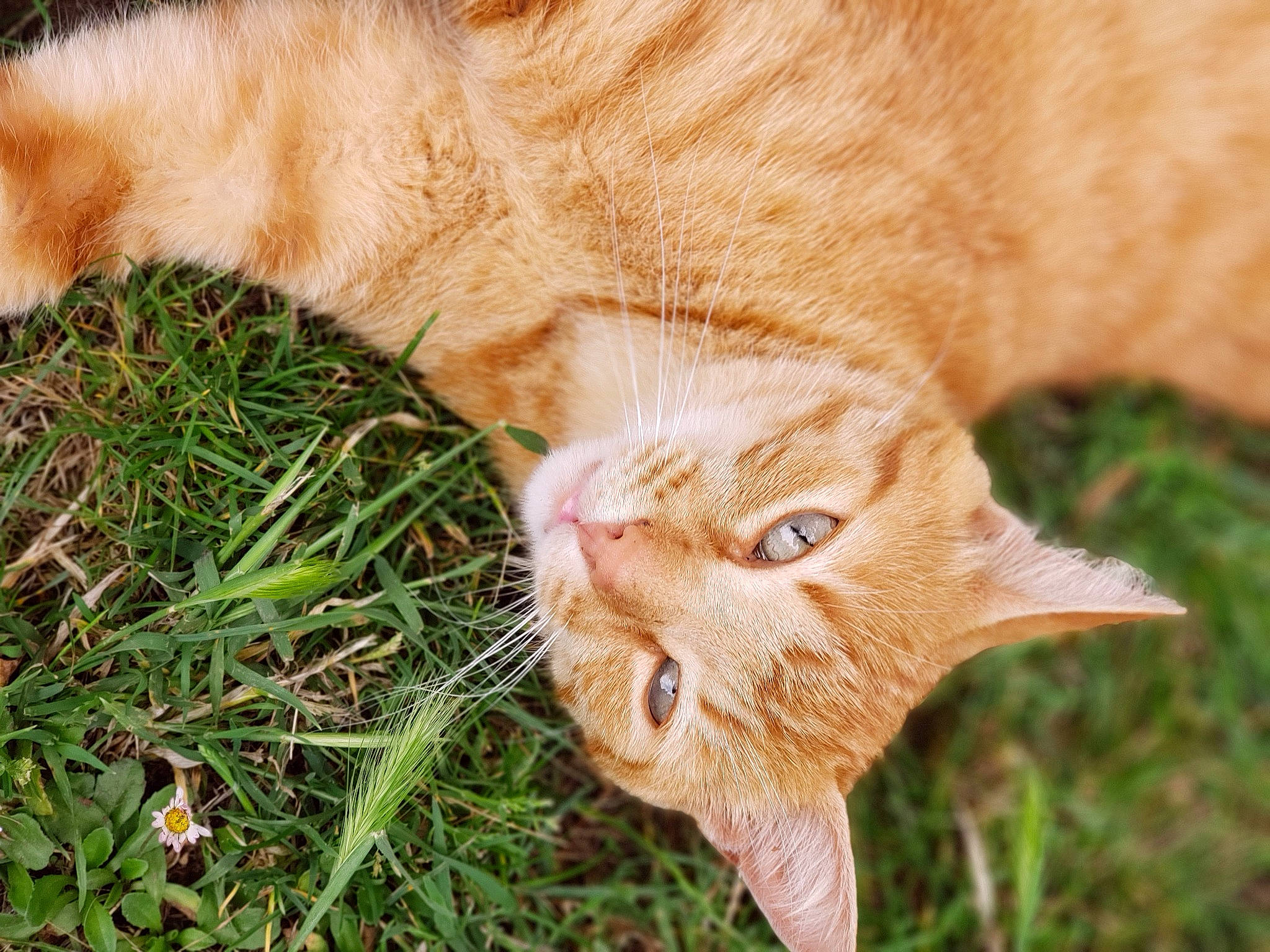 Alf a rejoint le concours — aidez-le/la à gagner de superbes lots ! carnivore, cat, claw, domestic_short_haired_cat, fawn, felidae, fur, grass, liver, organism, paw, plant, small_to_medium_sized_cats, snout, soil, tail, terrestrial_animal, whiskers, wildlife, wood