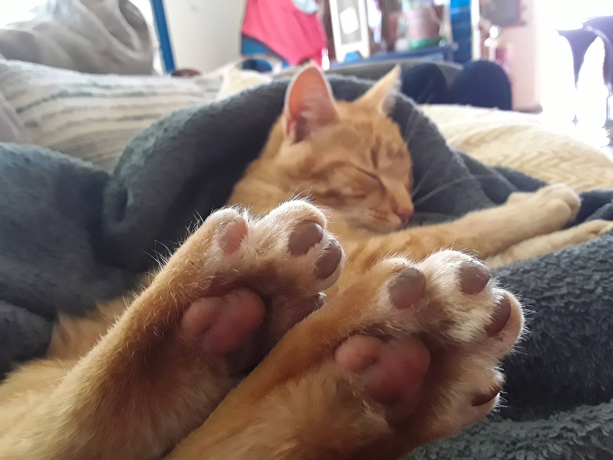 Alf participe au concours pour gagner de l'argent avec cette photo : carnivore, cat, claw, comfort, couch, domestic_short_haired_cat, ear, fawn, felidae, foot, fur, gesture, human_leg, lap, nap, paw, small_to_medium_sized_cats, snout, tableware, whiskers