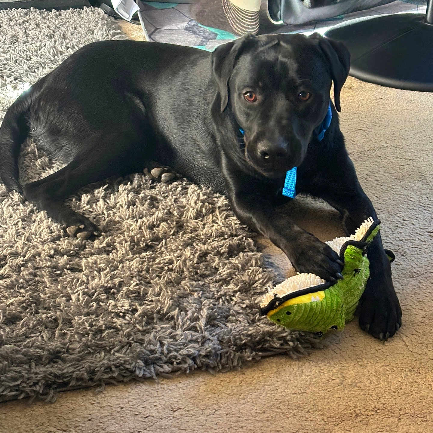 Max joined the competition — help win amazing prizes! animal, black_dog, carpet, chair, collar, cozy, dog, floor, foot, furniture, home, indoor, looking_at_camera, lying_down, paw, pet, plush_toy, rug, sock, toy