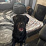 Max is registered to the contest to win money with this photo: dog, black_dog, pet, living_room, rug, couch, dog_bed, blanket, cozy, furniture, indoor, smiling, happy, floor, home, household, comfort, canine, animal, domestic