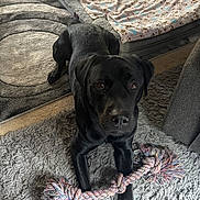 Max joined the competition — help win amazing prizes! dog, black_dog, rope_toy, carpet, rug, blanket, pet_bed, indoor, floor, animal, paw, toy, curious, lying_down, home, cozy, soft_texture, pet, looking_up, furniture
