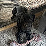 dog, black_dog, rope_toy, carpet, rug, blanket, pet_bed, indoor, floor, animal, paw, toy, curious, lying_down, home, cozy, soft_texture, pet, looking_up, furniture