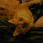 Percy is registered to the contest to win money with this photo: cat, ginger_cat, feline, pet, indoor, fur, whiskers, eyes, curious, lying_down, fabric, pattern, fishnet_stockings, sparkle, cozy, closeup, animal, mammal, resting, cute