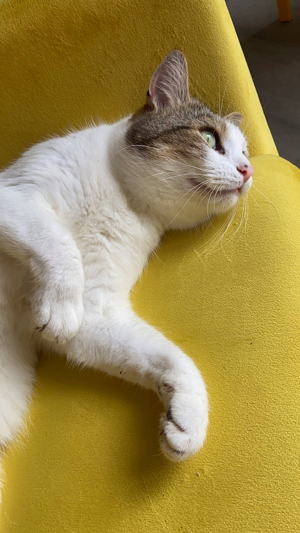 Moumou a rejoint le concours — aidez-le/la à gagner de superbes lots ! carnivore, cat, cat_supply, claw, comfort, domestic_short_haired_cat, fawn, felidae, foot, fur, paw, pet_supply, small_to_medium_sized_cats, snout, tail, terrestrial_animal, whiskers