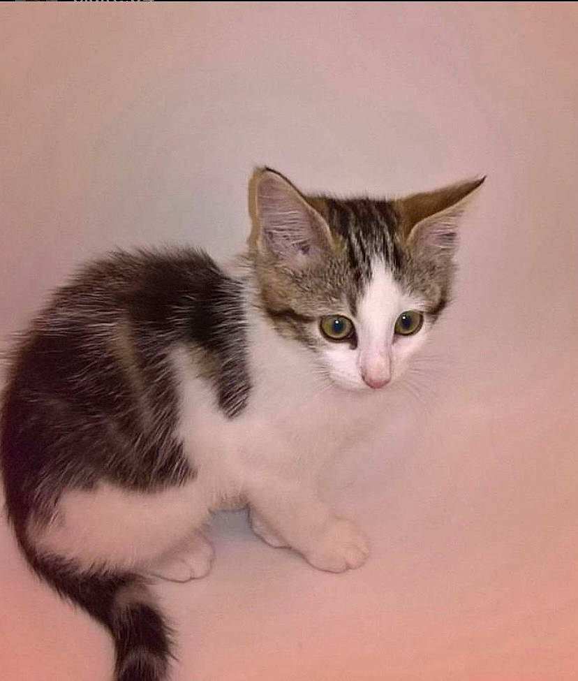 Moumou participe au concours pour gagner de l'argent avec cette photo : carnivore, cat, claw, domestic_short_haired_cat, felidae, fur, paw, small_to_medium_sized_cats, snout, tail, terrestrial_animal, whiskers