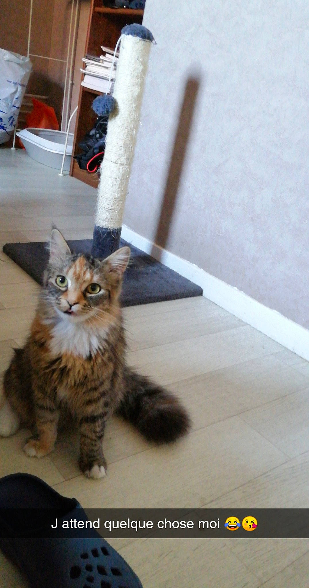 Roxane participe au concours pour gagner de l'argent avec cette photo : aegean_cat, asian, carnivore, cat, domestic_short_haired_cat, european_shorthair, fawn, felidae, kitten, kurilian_bobtail, maine_coon, mammal, norwegian_forest_cat, photo_caption, pixie_bob, siberian, small_to_medium_sized_cats, tabby_cat, vertebrate, whiskers