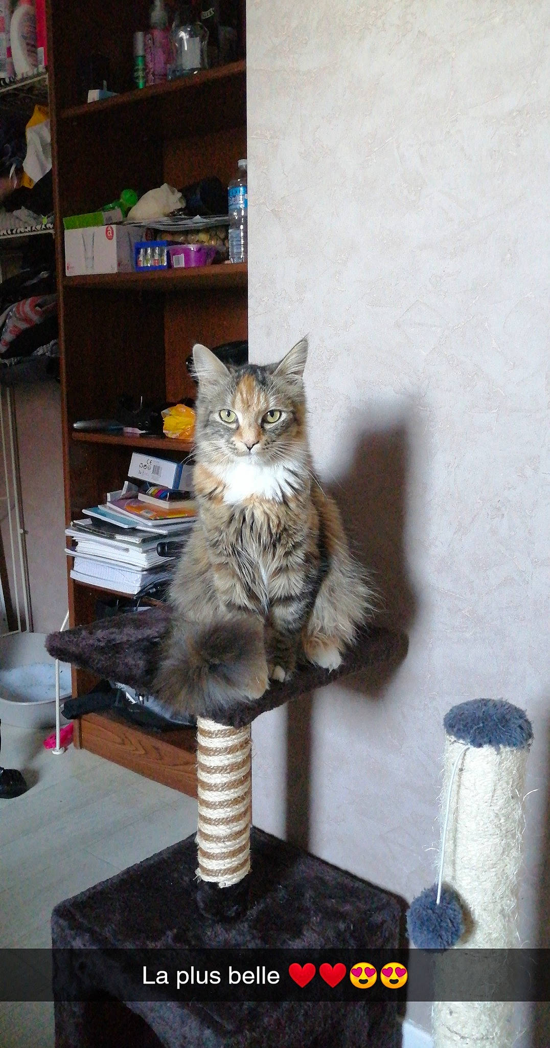 Roxane a rejoint le concours — aidez-le/la à gagner de superbes lots ! asian, carnivore, cat, domestic_long_haired_cat, domestic_short_haired_cat, european_shorthair, felidae, fur, kitten, maine_coon, mammal, norwegian_forest_cat, polydactyl_cat, siberian, small_to_medium_sized_cats, tabby_cat, table, tail, turkish_angora, whiskers