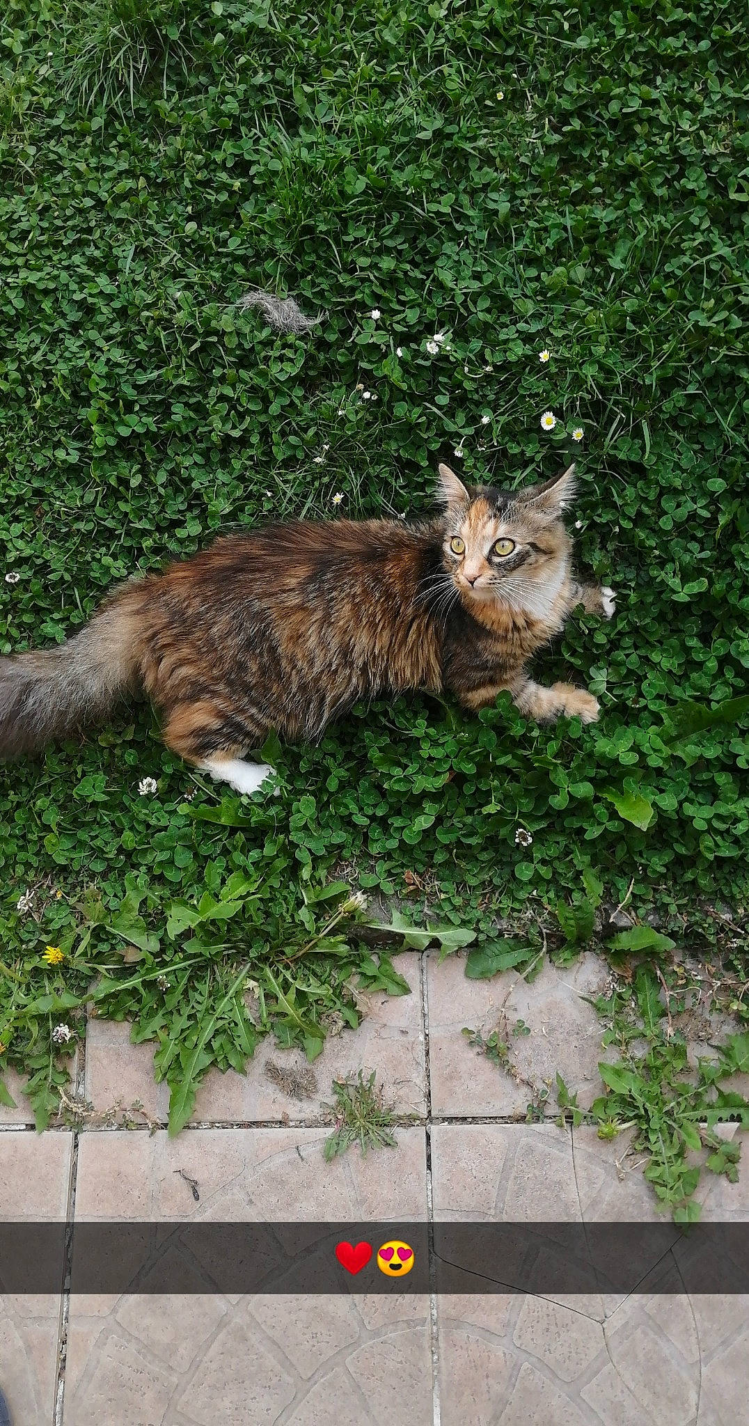 Roxane participe au concours pour gagner de l'argent avec cette photo : carnivore, cat, european_shorthair, fawn, felidae, grass, maine_coon, organism, plant, small_to_medium_sized_cats, tail, wild_cat