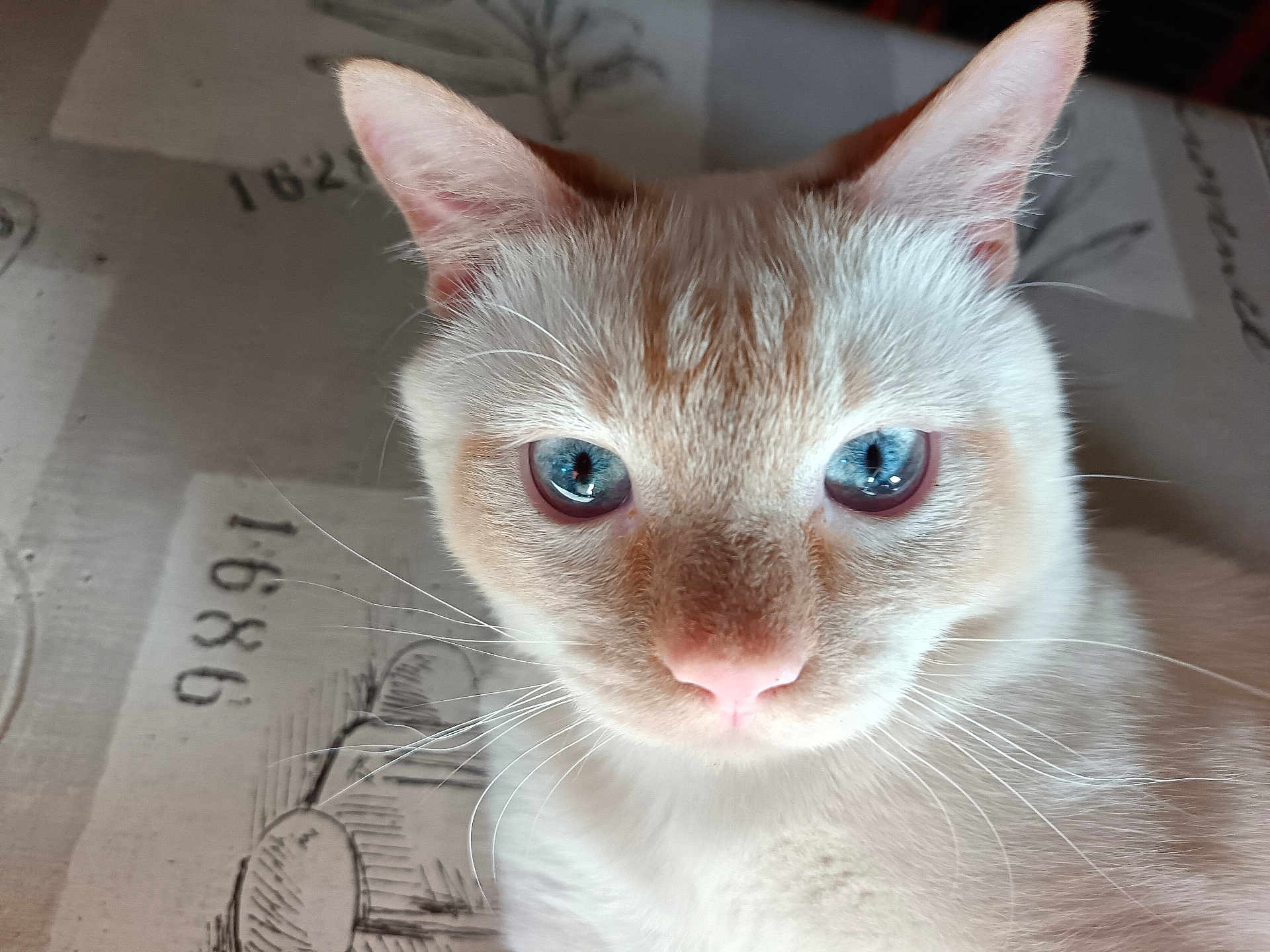 Peanuts a rejoint le concours — aidez-le/la à gagner de superbes lots ! cat, blue_eyes, close_up, whiskers, pink_nose, cream_fur, animal, pet, indoor, portrait, feline, curious, face, ears, soft_light, texture, tablecloth, pattern, focus, domestic_animal