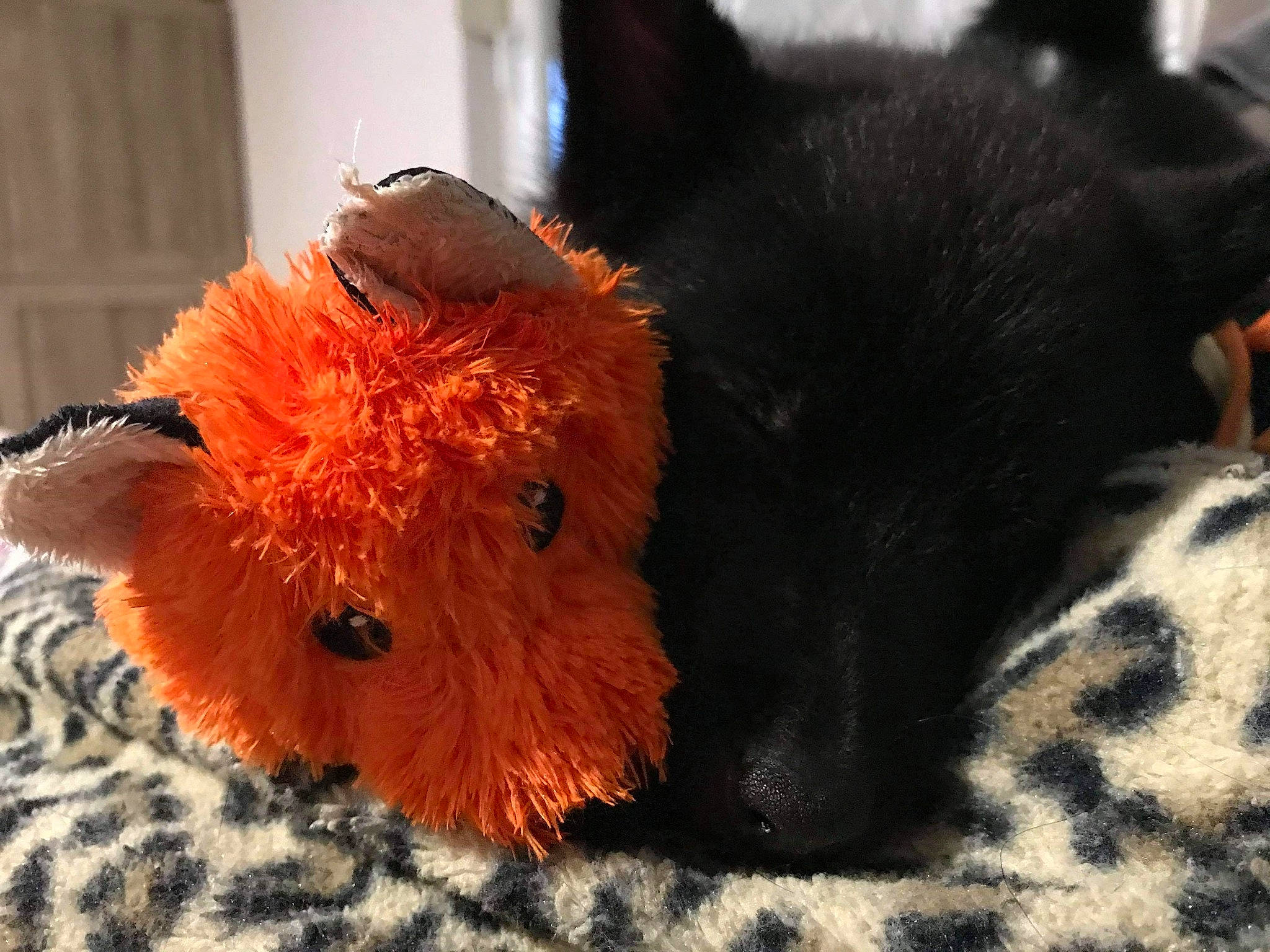 Pixel participe au concours pour gagner de l'argent avec cette photo : canidae, carnivore, companion_dog, dog, dog_breed, ear, fawn, fur, orange, plush, puppy, stuffed_toy, tail, terrier, toy, toy_dog, yorkshire_terrier