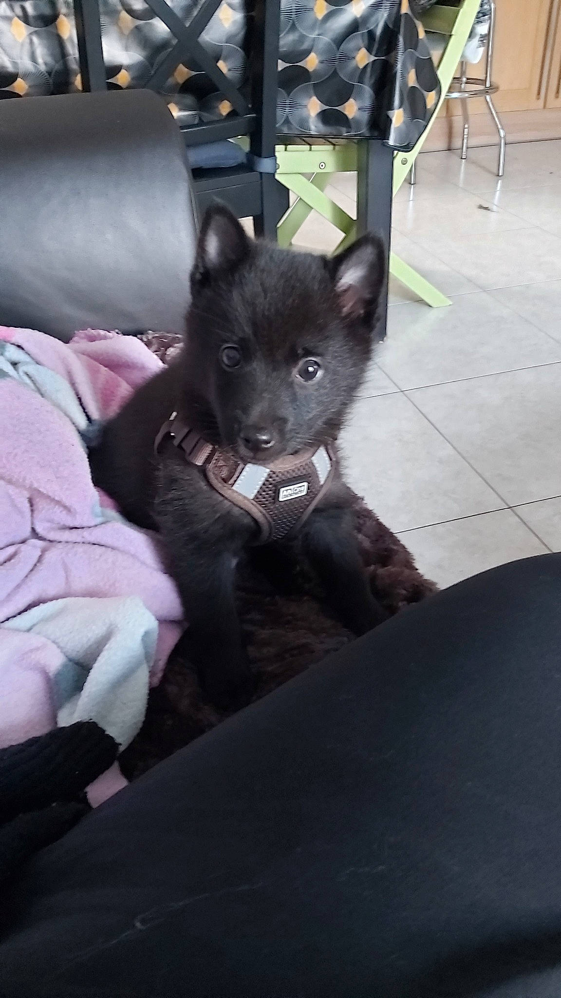 Pixel participe au concours pour gagner de l'argent avec cette photo : black_norwegian_elkhound, canidae, carnivore, dog, dog_breed, kai_ken, mammal, non_sporting_group, puppy, schipperke, snout, swedish_lapphund, vertebrate, wolfdog