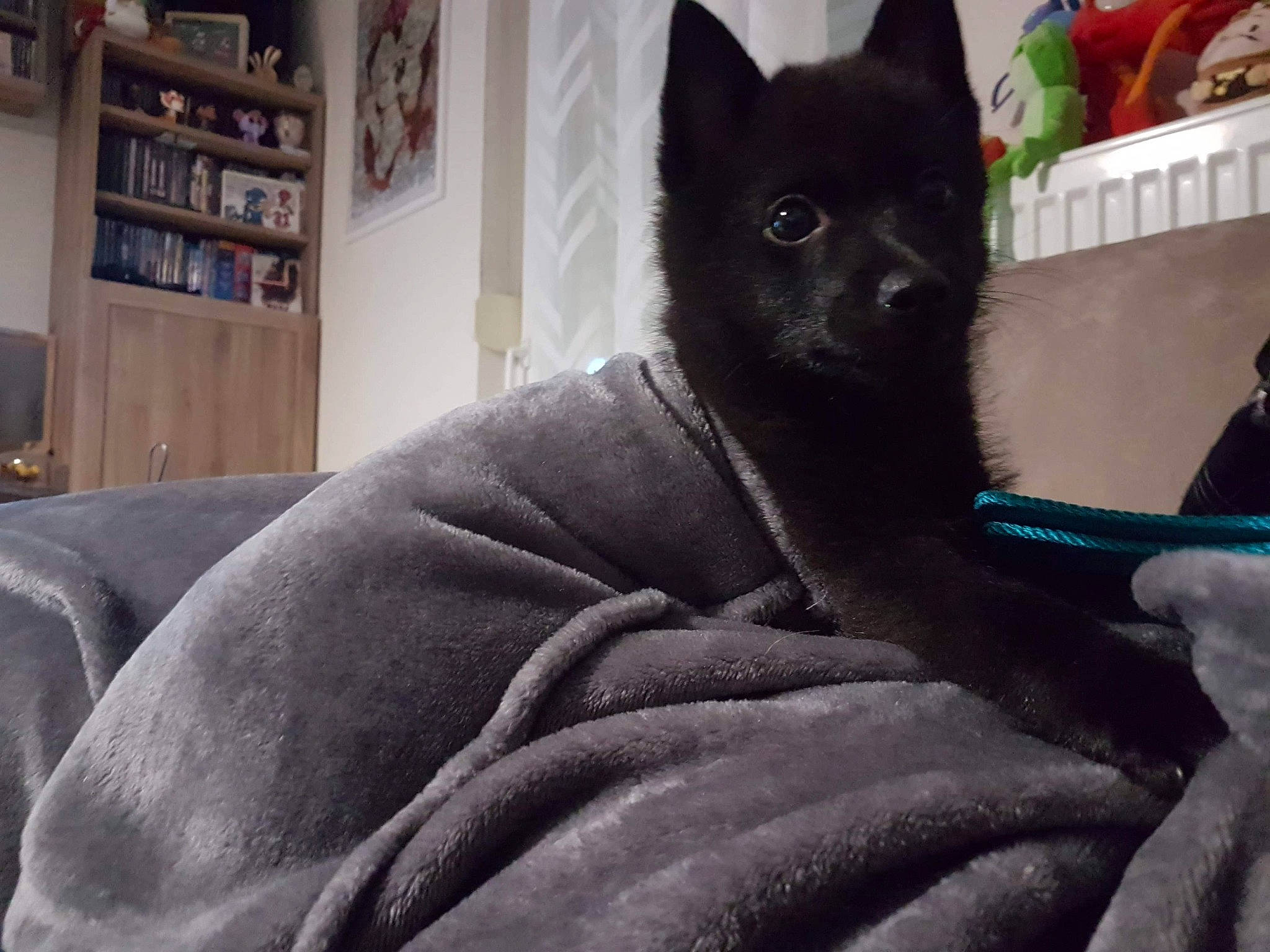 Pixel a rejoint le concours — aidez-le/la à gagner de superbes lots ! black_cat, black_norwegian_elkhound, canidae, carnivore, companion_dog, dog, dog_breed, german_spitz_mittel, mammal, non_sporting_group, schipperke, snout, vertebrate