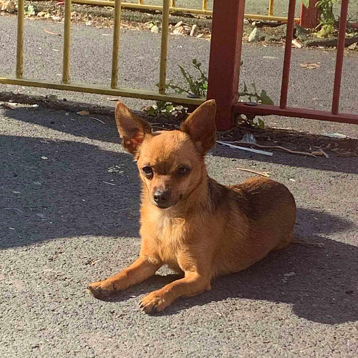 Tica a rejoint le concours — aidez-le/la à gagner de superbes lots ! alert, animal, canine, chihuahua, daylight, dog, fence, outdoor, pavement, pet, quiet, red_fence, relaxed, shadow, sitting, small_dog, street, sunlight, urban, yellow_fence