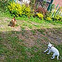 Tica participe au concours pour gagner de l'argent avec cette photo : animal, brown_dog, bushes, canine, daytime, dog, domestic_animal, fence, garden, grass, greenery, nature, outdoor, pet, plants, playful, small_dog, sunlight, white_dog, yard