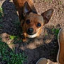 Tica a rejoint le concours — aidez-le/la à gagner de superbes lots ! animal, brown_dog, canine, close_up, curious, daylight, dirt, dog, ears_up, footwear, grass, looking_up, nature, outdoor, pet, shadow, shoes, small_dog, sunlight, walking_shoes