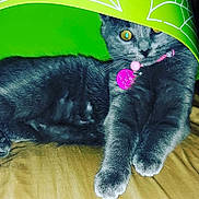 Whisper joined the competition — help win amazing prizes! cat, gray_cat, pets, collar, tag, green_lampshade, furniture, brown_surface, relaxed, indoor, animal, whiskers, cute, fur, domestic_cat, curious, eyes, resting, soft, closeup