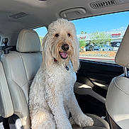 Butters is registered to the contest to win money with this photo: dog, white_dog, fluffy, car_interior, passenger_seat, leather_seat, sunlight, blue_sky, window, parking_lot, happy, pet, animal, canine, sitting, daylight, collar, nose, tongue, fur