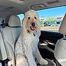dog, white_dog, fluffy, car_interior, passenger_seat, leather_seat, sunlight, blue_sky, window, parking_lot, happy, pet, animal, canine, sitting, daylight, collar, nose, tongue, fur