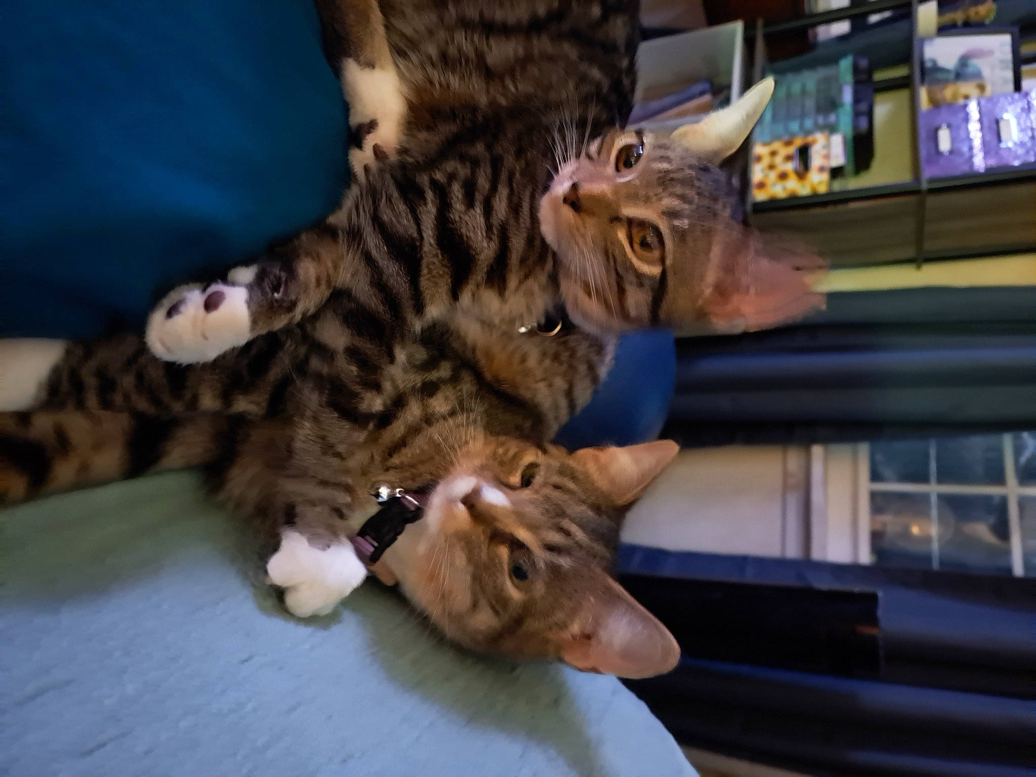Clyde is registered to the contest to win money with this photo: carnivore, cat, claw, comfort, domestic_short_haired_cat, felidae, fur, gesture, laptop, paw, small_to_medium_sized_cats, snout, tail, whiskers, window, wood