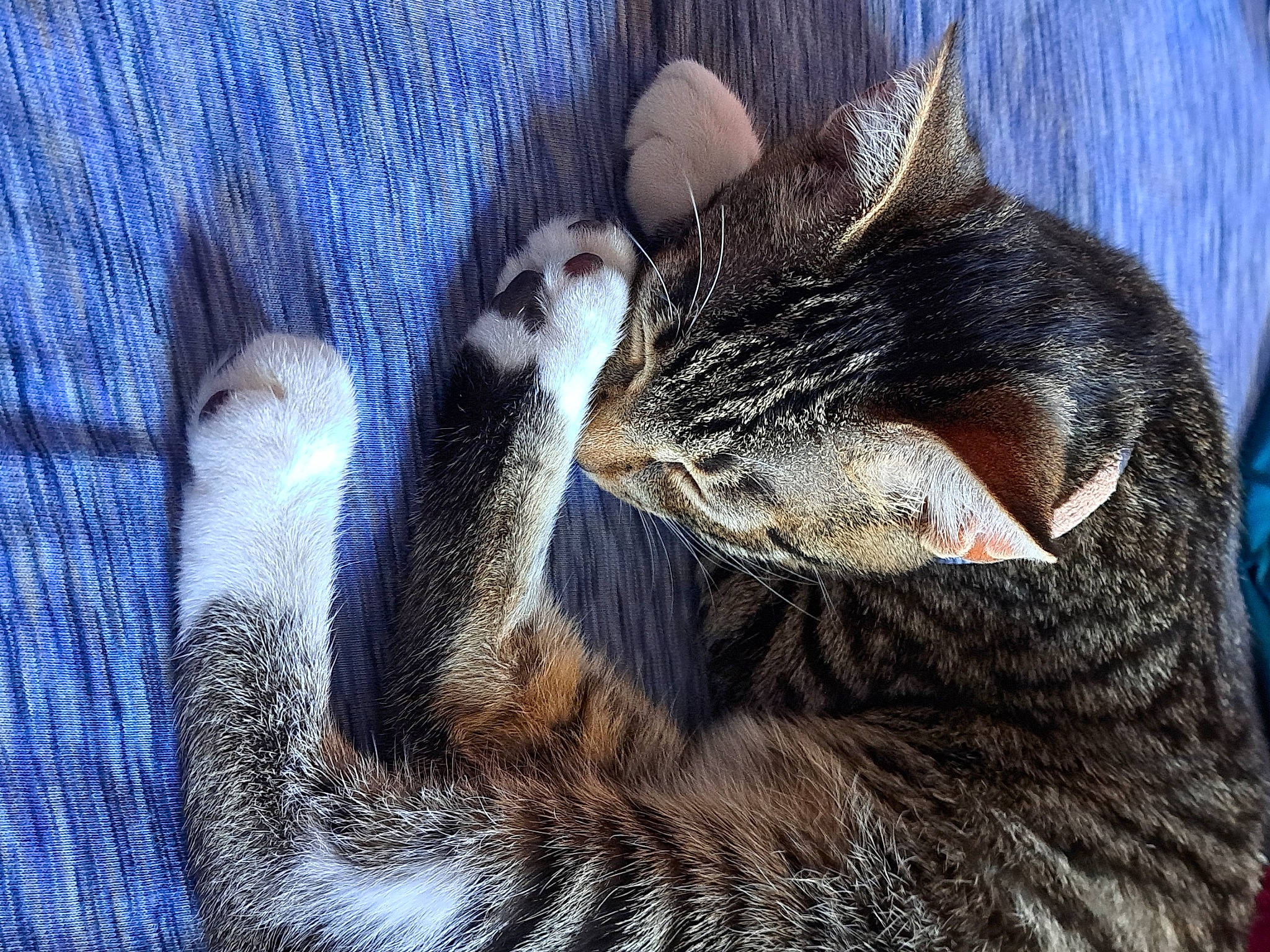 Clyde is registered to the contest to win money with this photo: carnivore, cat, claw, comfort, domestic_short_haired_cat, electric_blue, eye, felidae, fur, mammal, nap, paw, sleep, small_to_medium_sized_cats, snout, tail, terrestrial_animal, whiskers, wildlife