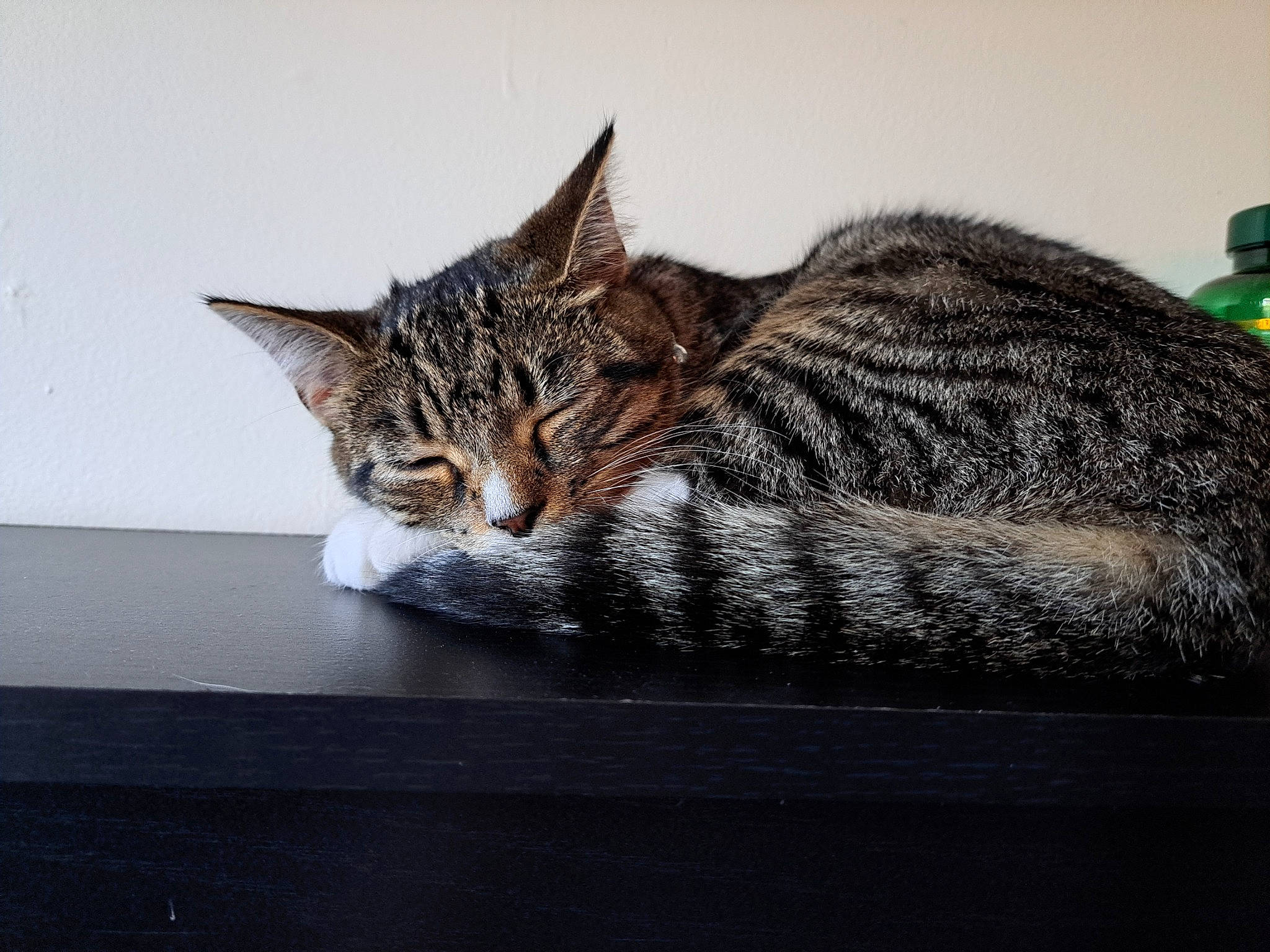 Bonnie joined the competition — help win amazing prizes! art, carnivore, cat, domestic_short_haired_cat, felidae, fur, paw, small_to_medium_sized_cats, snout, tail, terrestrial_animal, whiskers, wildlife