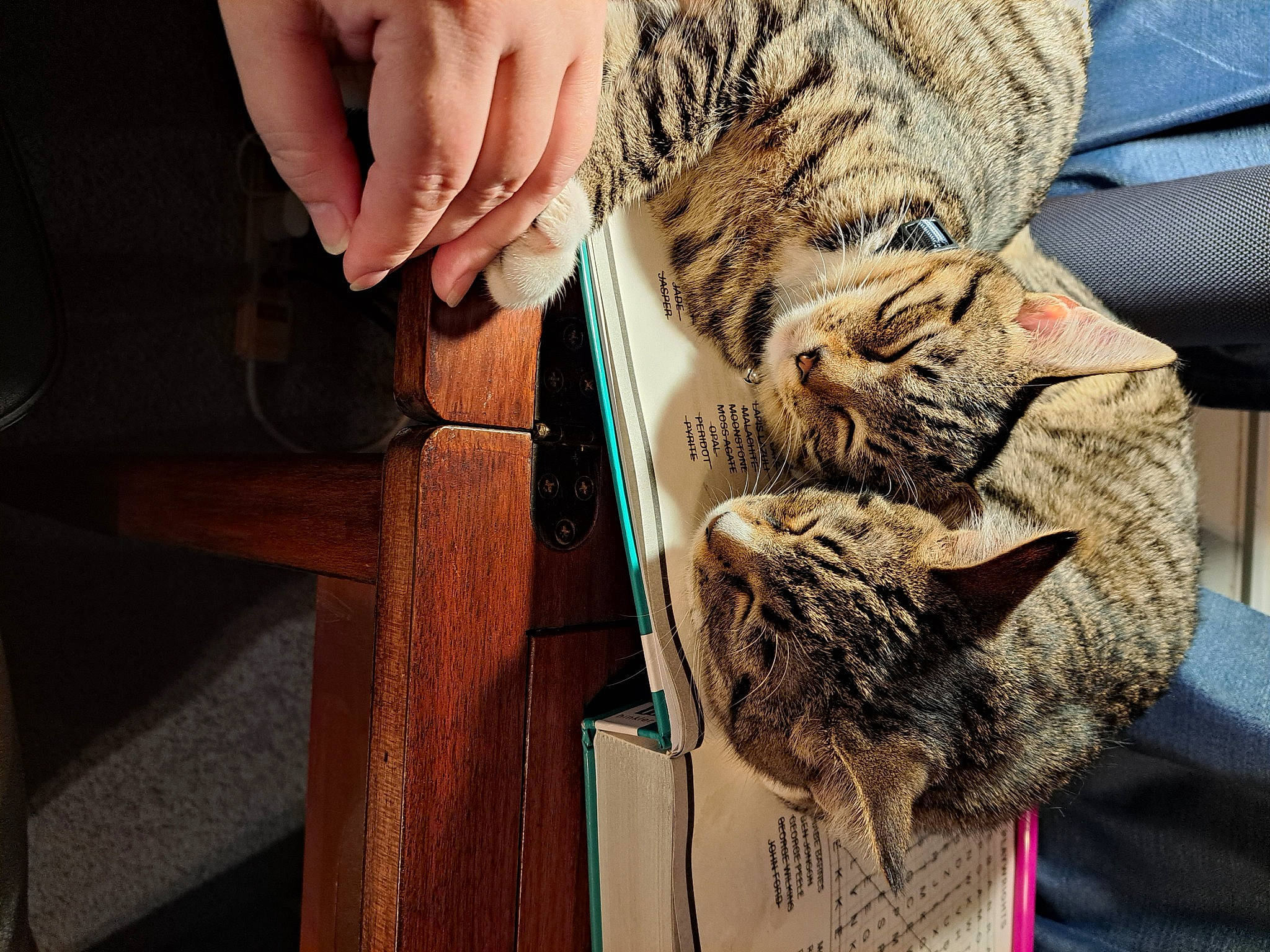 Bonnie joined the competition — help win amazing prizes! carnivore, cat, claw, comfort, denim, domestic_short_haired_cat, fawn, felidae, fur, gesture, hardwood, nail, pattern, small_to_medium_sized_cats, tail, tree, whiskers, wildlife, wood, wrist