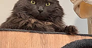 Khan participe au concours pour gagner de l'argent avec cette photo : cat, gray_cat, fluffy_fur, green_eyes, pet, animal, indoor, wooden_cat_tree, furniture, relaxed, curious, cozy, portrait, mammal, whiskers, ears, resting, home, domestic_cat, feline
