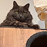 cat, gray_cat, fluffy_fur, green_eyes, pet, animal, indoor, wooden_cat_tree, furniture, relaxed, curious, cozy, portrait, mammal, whiskers, ears, resting, home, domestic_cat, feline