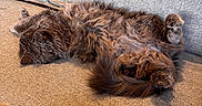 Khan a rejoint le concours — aidez-le/la à gagner de superbes lots ! animal, cat, comfortable, couch, cozy, cute, domestic_animal, feline, fluffy_cat, fur, gray_cat, home, indoor, laying_down, paw, pet, relaxed, resting, sleeping, sofa